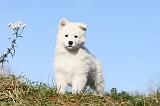 BERGER BLANC - PUPPIES 009